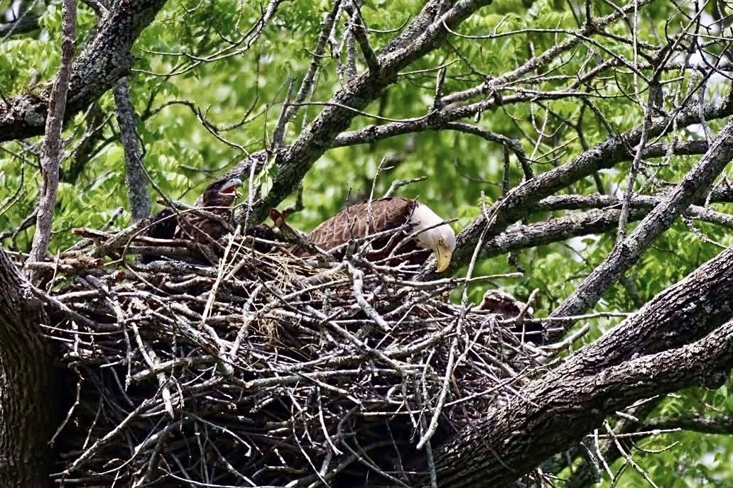 An eagle in its nest
