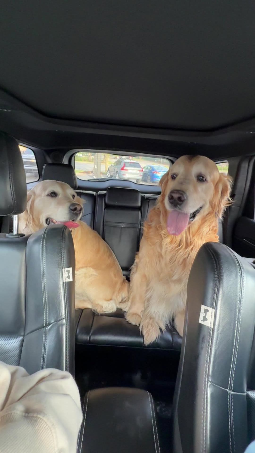 Two golden retrievers in back of car