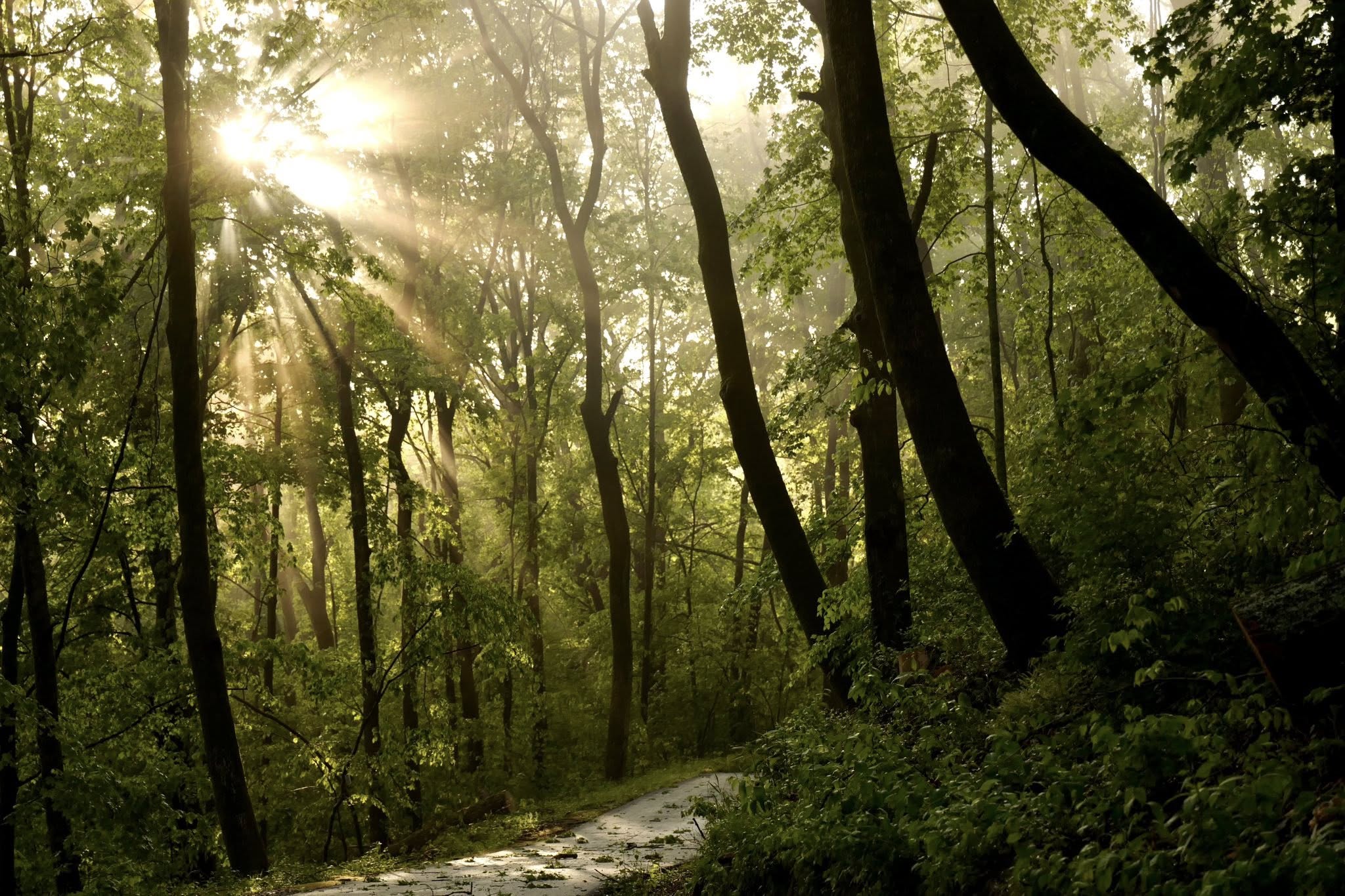 Sun rays through trees at Edwin Warner Park