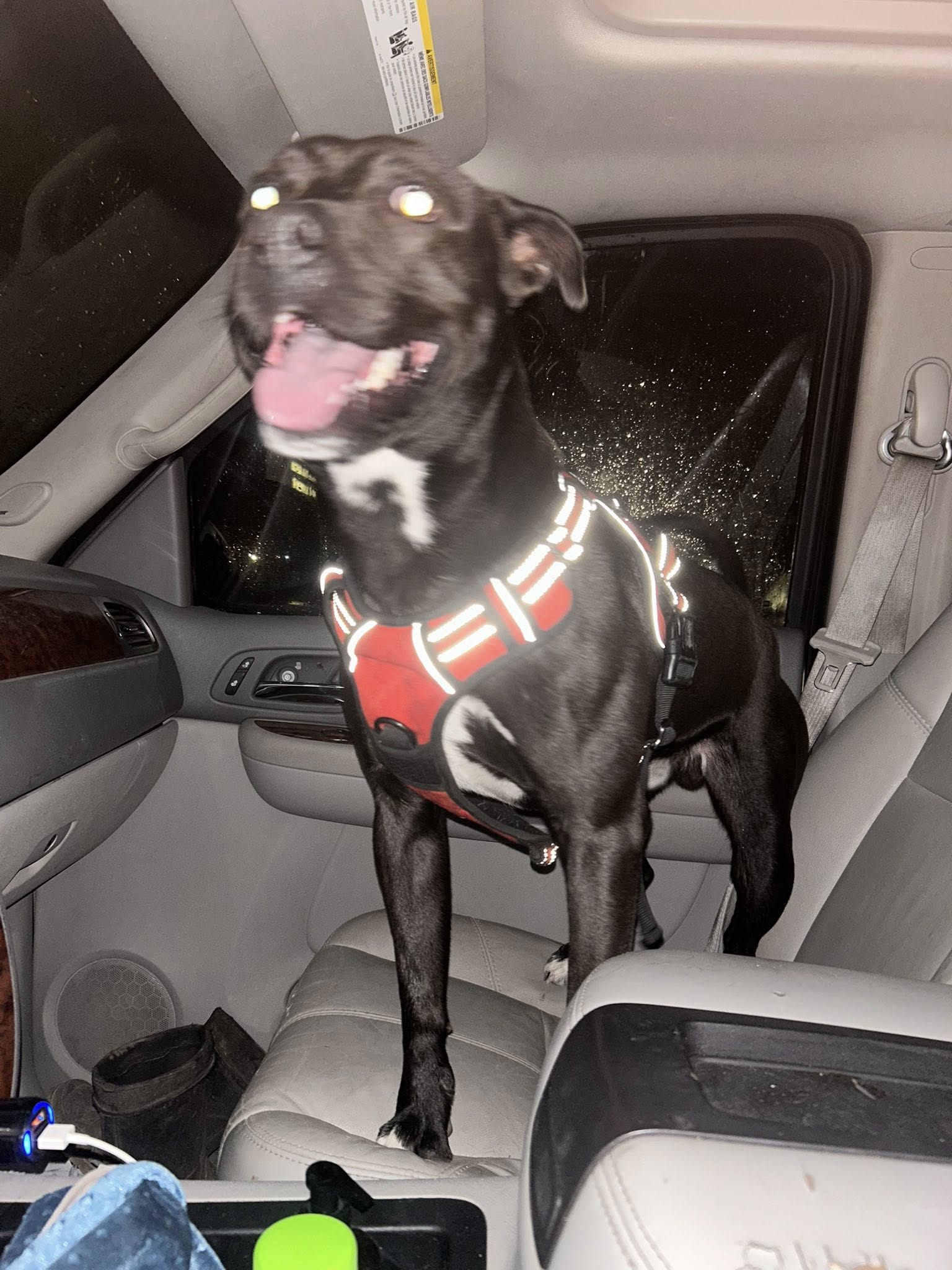 Black dog in red harness in car