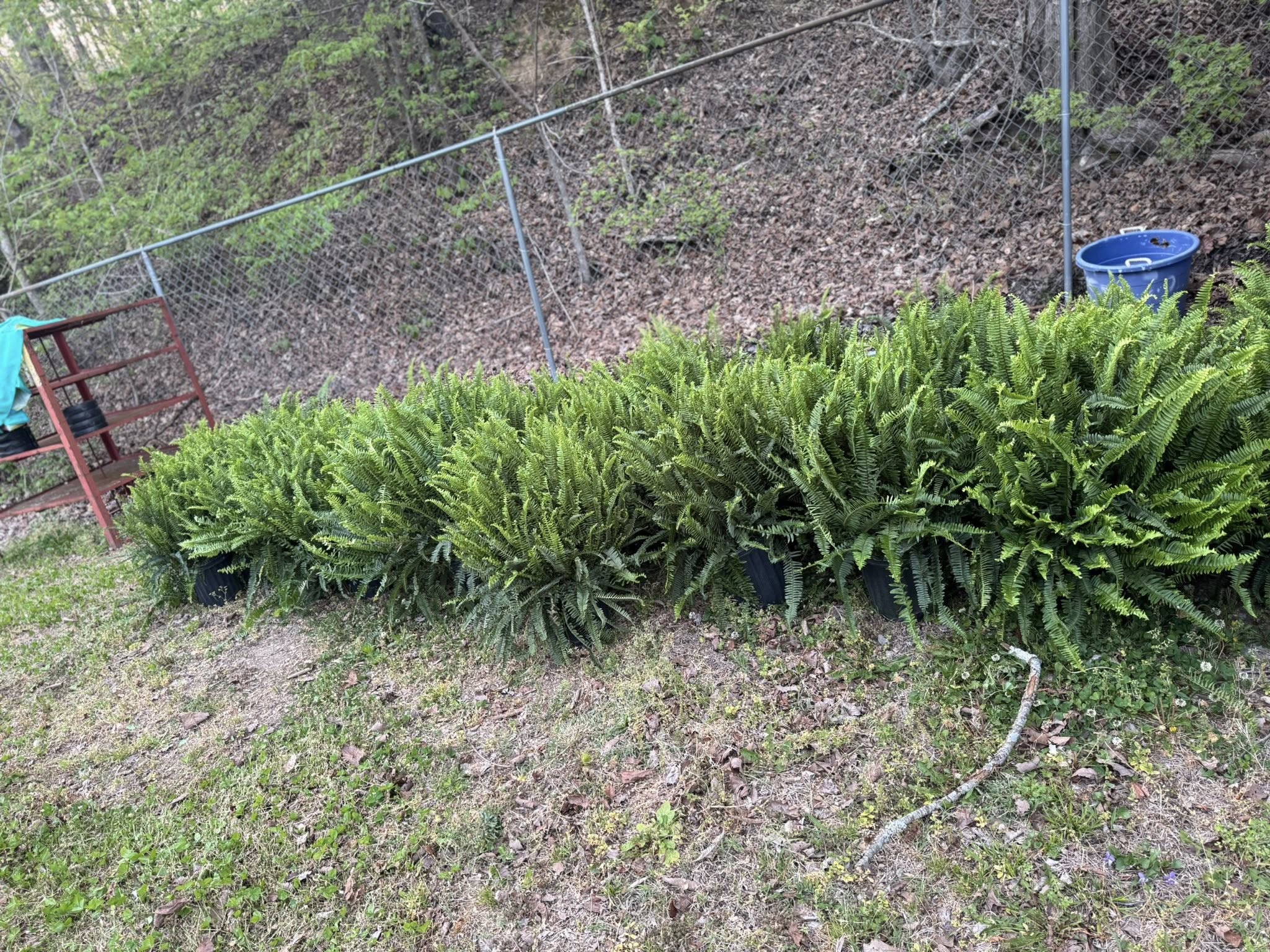 Ferns lined up for sale at McNeils Produce