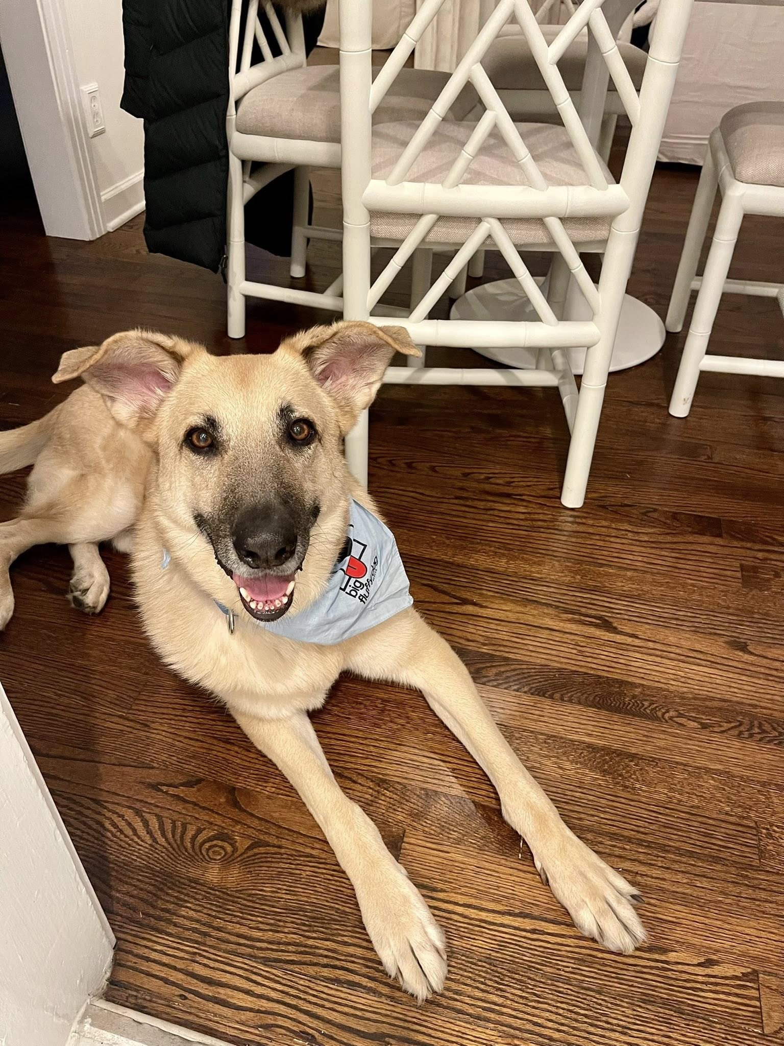 Mojo the German Shepherd in a bandana
