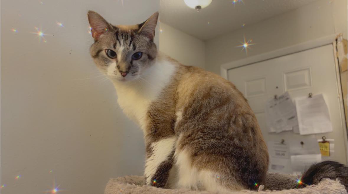 Mushu the cat