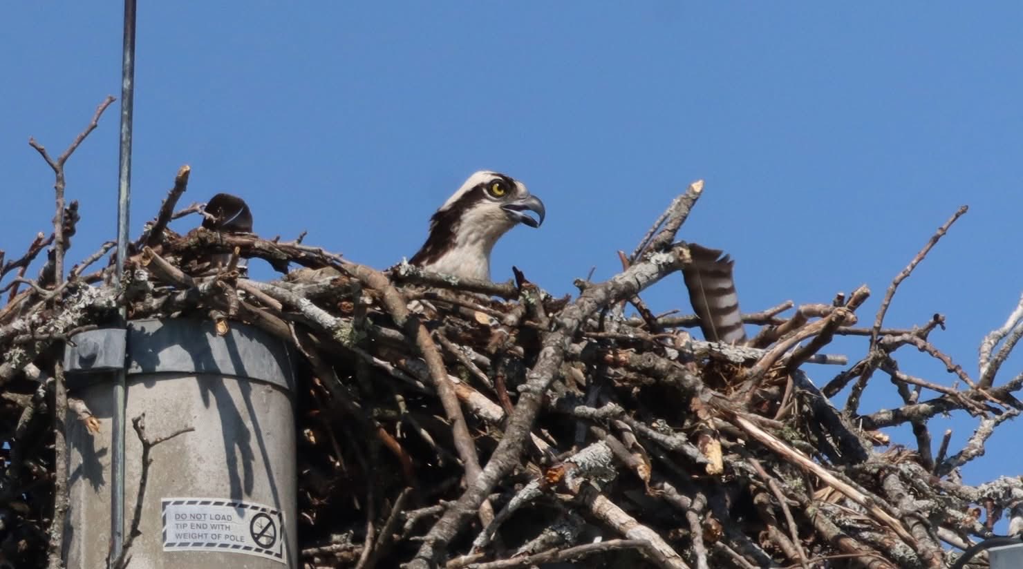 An osprey in its nest atop a stadium light