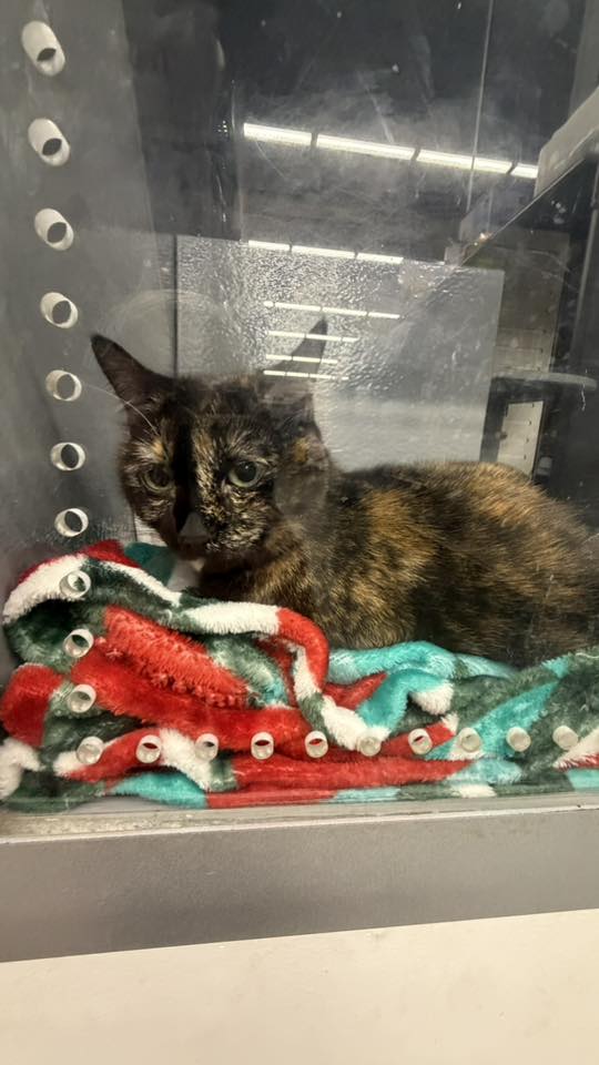 Tortoiseshell cat at PetSmart