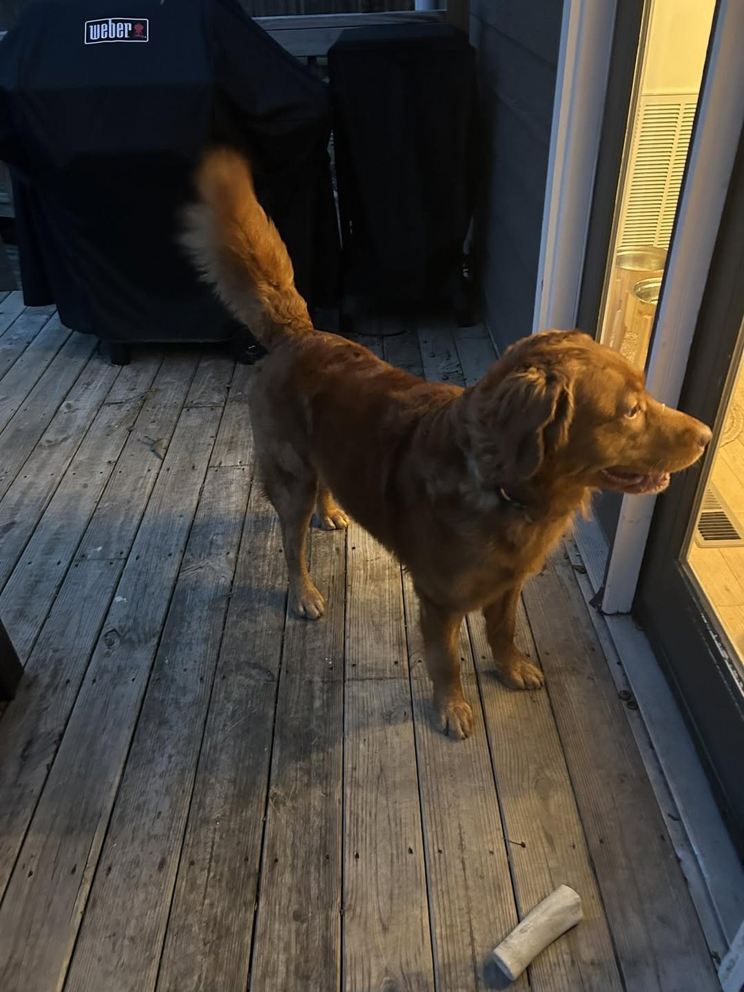 Dog with two collars