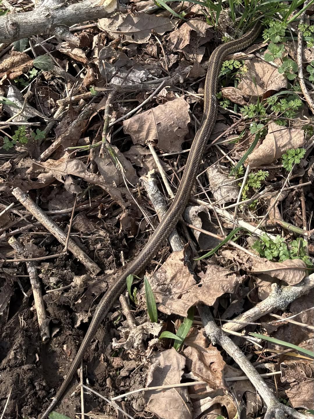 First garter snake of the season at Percy Warner Park