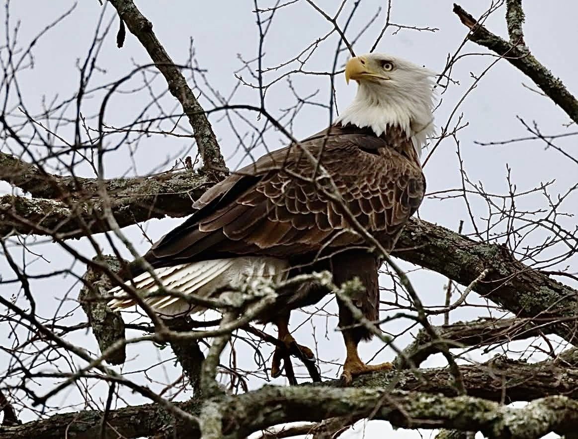 Storm the bald eagle at Radnor Lake